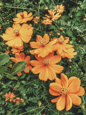 photo of fully bloomed orange petaled flower plant